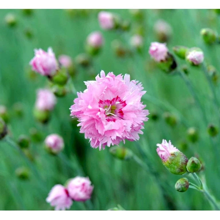 Fjernellike 'Maggie' Dianthus Plumarius 'Maggie' 10 Cm. Potte - Billede 3