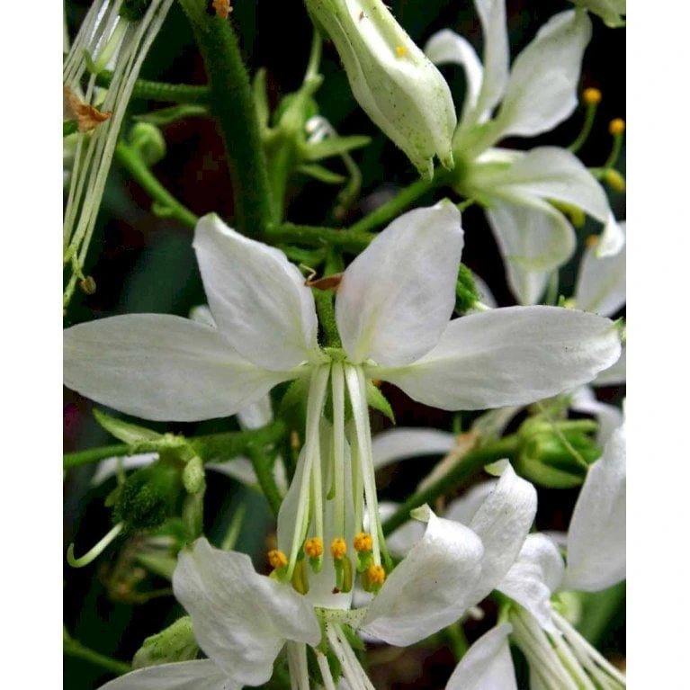 Gasplante 'Albiflorus' Dictamnus Albus 'Albiflorus' 1 Liter Potte - Billede 4