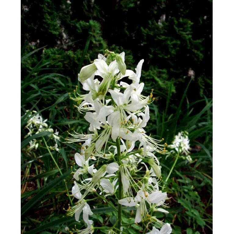 Gasplante 'Albiflorus' Dictamnus Albus 'Albiflorus' 1 Liter Potte - Billede 5