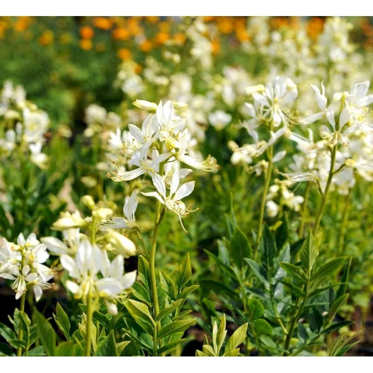 Gasplante 'Albiflorus' Dictamnus Albus 'Albiflorus' 1 Liter Potte - Billede 3