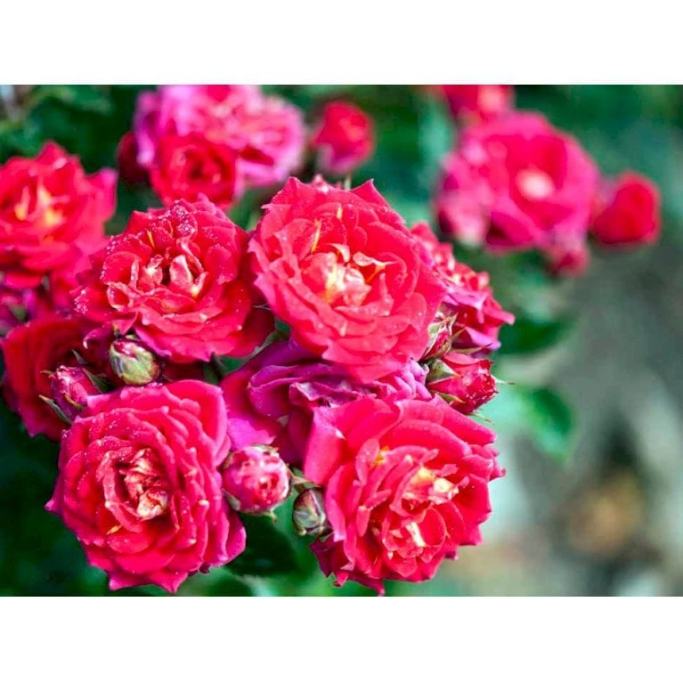 'Chili Clementine' Rosa X 'Chili Clementine' 3,0 Liter Potte - Billede 3