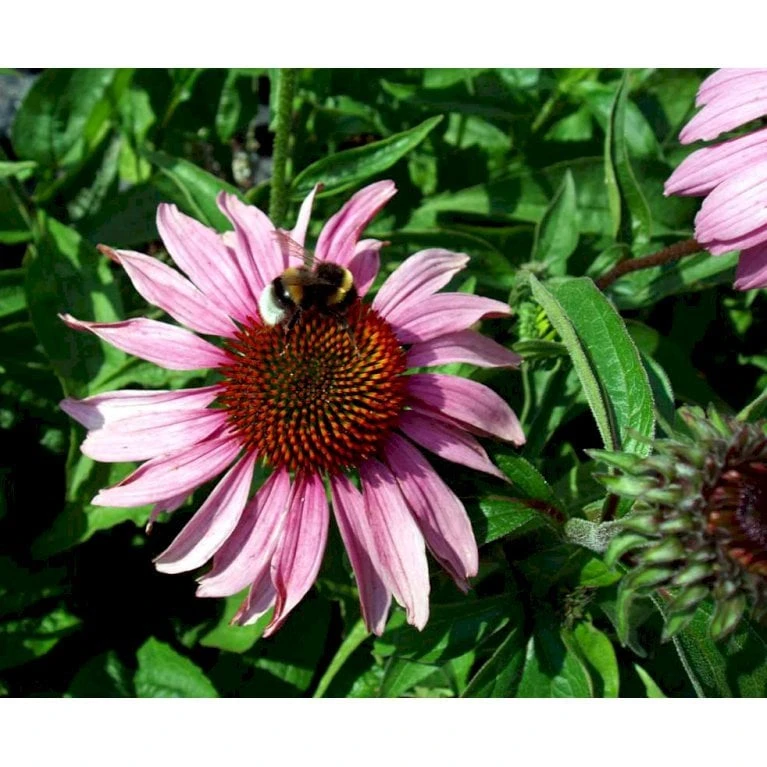 Purpursolhat Echinacea Purpurea 'Magnus' 1 Liter Potte - Billede 5