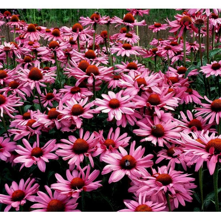 Purpursolhat Echinacea Purpurea 'Magnus' 1 Liter Potte - Billede 3