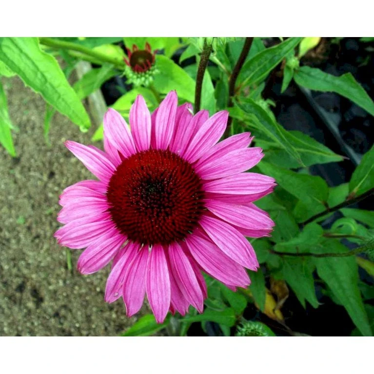 Purpursolhat Echinacea Purpurea 'Magnus' 1 Liter Potte - Billede 4