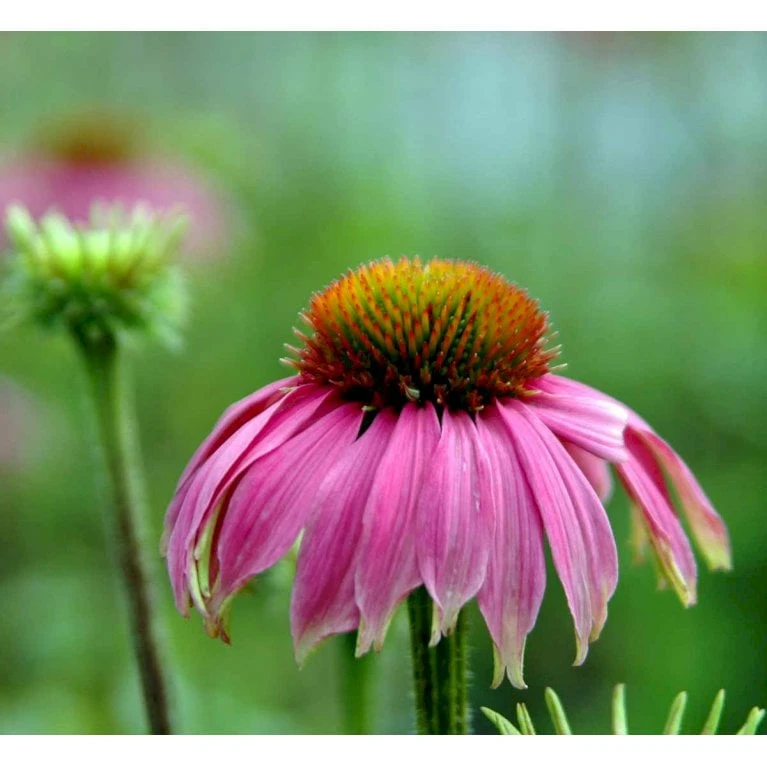 Purpursolhat Echinacea Purpurea 'Magnus' 1 Liter Potte - Billede 6