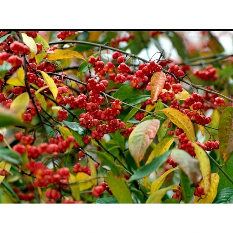 Almindelig Benved 'Red Cascade' Euonymus Europaeus 'Red Cascade' 5 Liter Potte - Billede 5