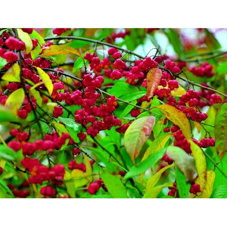 Almindelig Benved 'Red Cascade' Euonymus Europaeus 'Red Cascade' 5 Liter Potte - Billede 7