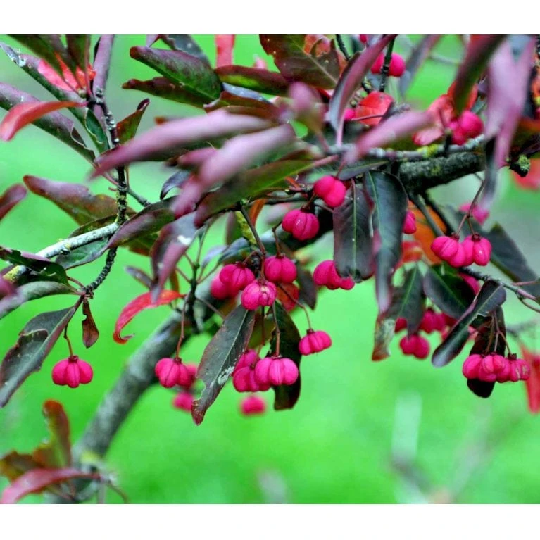 Almindelig Benved 'Red Cascade' Euonymus Europaeus 'Red Cascade' 5 Liter Potte - Billede 4