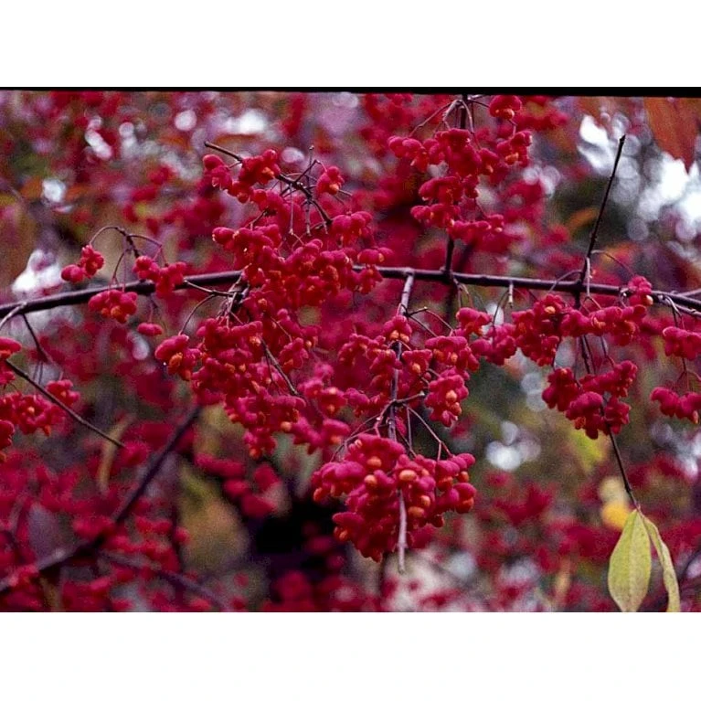 Almindelig Benved 'Red Cascade' Euonymus Europaeus 'Red Cascade' 5 Liter Potte - Billede 6