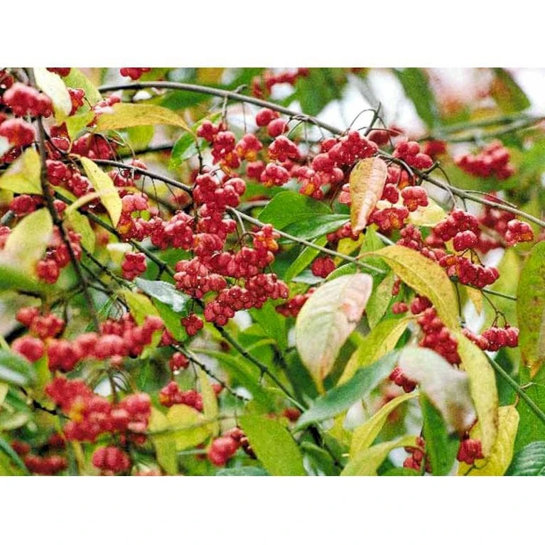 Almindelig Benved 'Red Cascade' Euonymus Europaeus 'Red Cascade' 5 Liter Potte - Billede 8