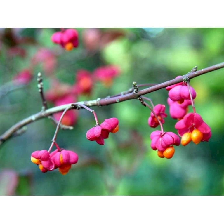 Almindelig Benved 'Red Cascade' Euonymus Europaeus 'Red Cascade' 5 Liter Potte - Billede 3