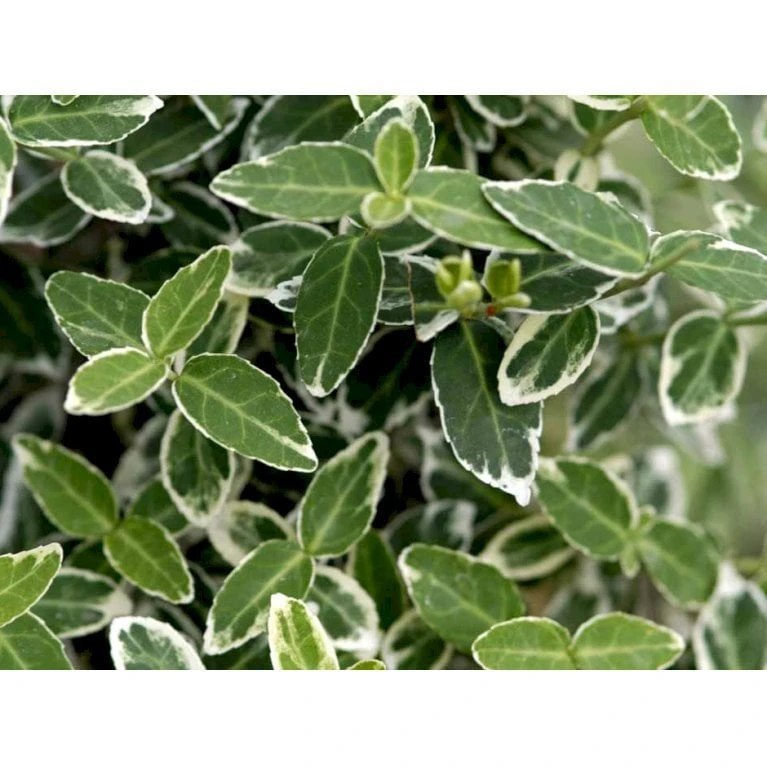 Benved 'Emerald Gaiety' Euonymus Fortunei 'Emerald Gaiety' Opstammet 120 Cm. Med Potte - Billede 3