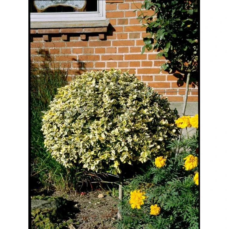 Benved 'Emerald Gold' Euonymus Fortunei 'Emerald Gold' Opstammet 80 Cm. 7,5 Liter Potte - Billede 4