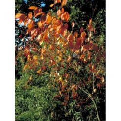 Kirsebærbenved Euonymus Planipes Med Klump,- 100-120 Cm.