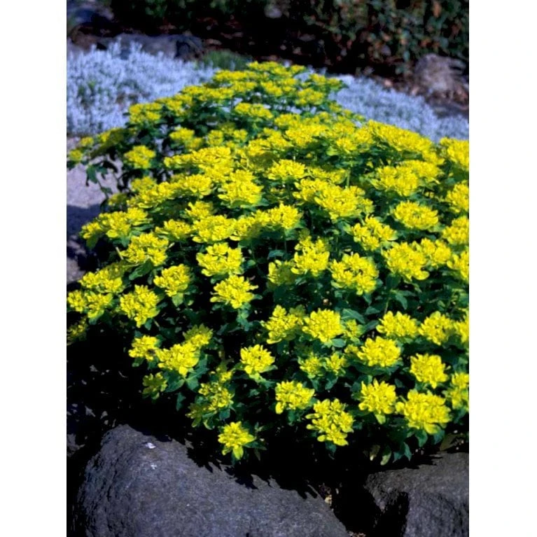 Forårs-Vortemælk Euphorbia Polychroma 1 Liter Potte - Billede 5