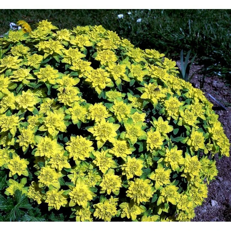 Forårs-Vortemælk Euphorbia Polychroma 1 Liter Potte - Billede 6