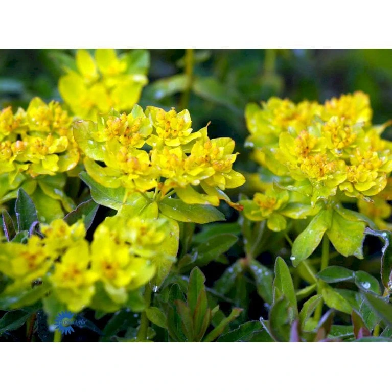 Forårs-Vortemælk Euphorbia Polychroma 1 Liter Potte - Billede 4