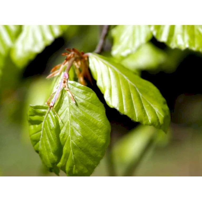 Almindelig Bøg Fagus Sylvatica Potte 7,5 Liter 150-175 Cm.
