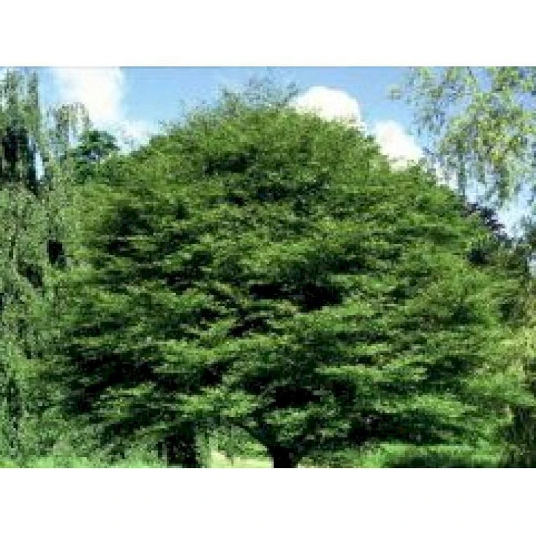 Almindelig Bøg Fagus Sylvatica Potte 7,5 Liter 150-175 Cm. - Billede 3