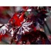 Rødbladet Spidsløn Acer Platanoides 'Crimson Sentry' Opstammet 120 Cm. Med Potte