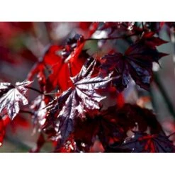 Rødbladet Spidsløn Acer Platanoides 'Crimson Sentry' Opstammet 120 Cm. Med Potte