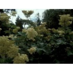 Japansk Mjødurt 'Elegans' Filipendula Purpurea 'Elegans' 1 Liter Potte