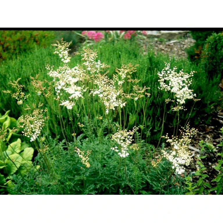 Knoldet Mjødurt 'Plena' Filipendula Vulgaris 'Plena' 1 Liter Potte - Billede 5