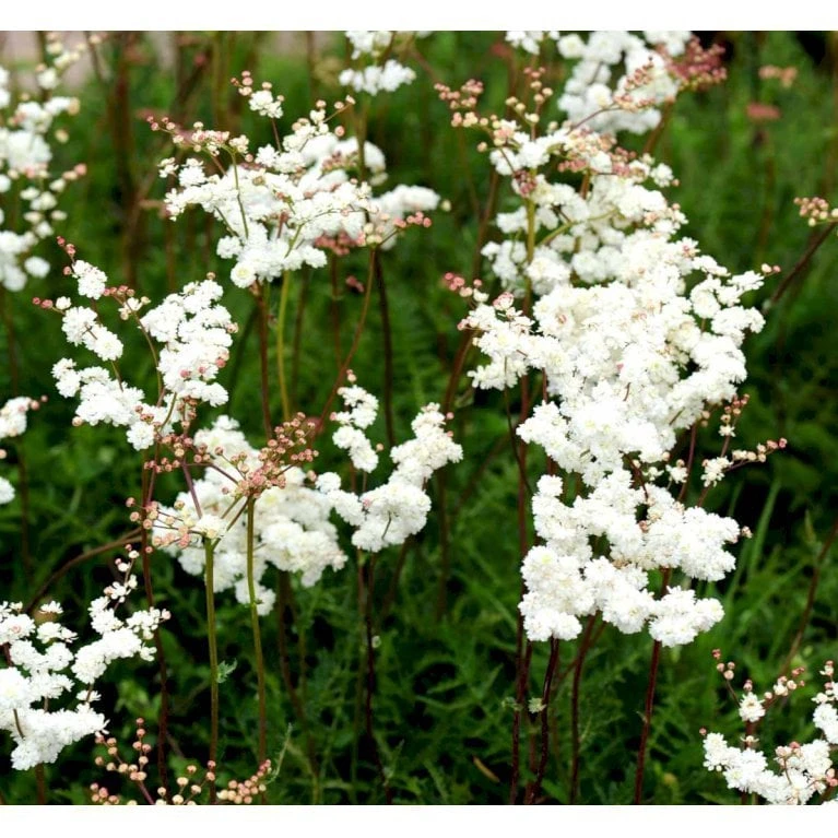 Knoldet Mjødurt 'Plena' Filipendula Vulgaris 'Plena' 1 Liter Potte