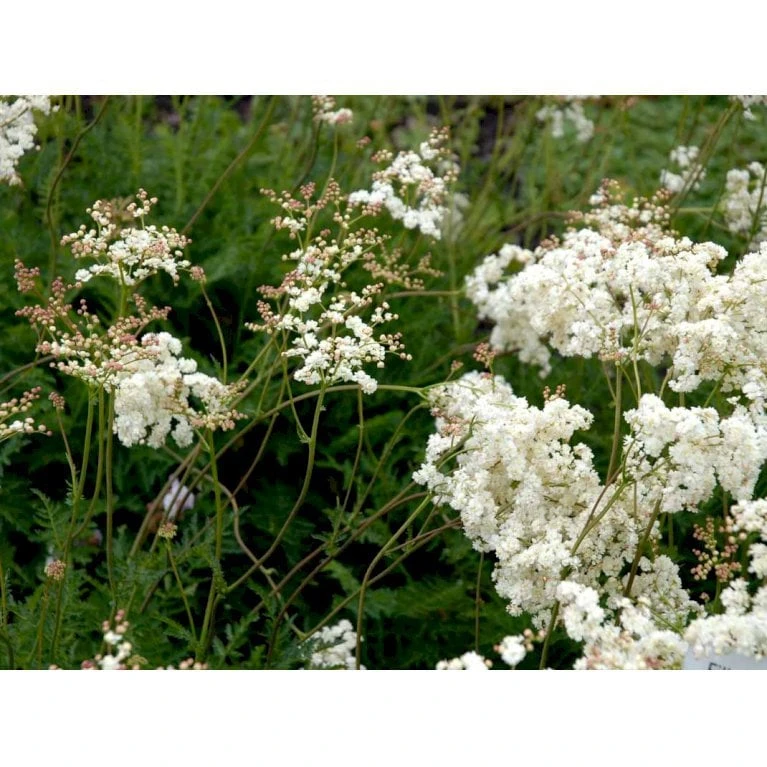 Knoldet Mjødurt 'Plena' Filipendula Vulgaris 'Plena' 1 Liter Potte - Billede 3