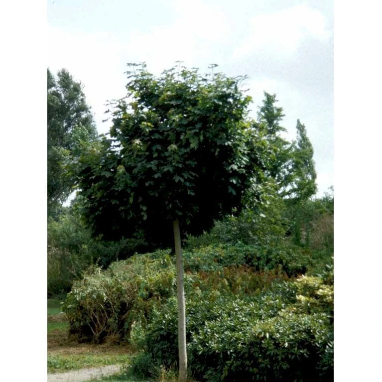 Kugleløn / Kugleahorn Acer Platanoides 'Globosum' Opstammet 180 Cm. 15 Liter Potte,- 2 års Krone - Billede 6