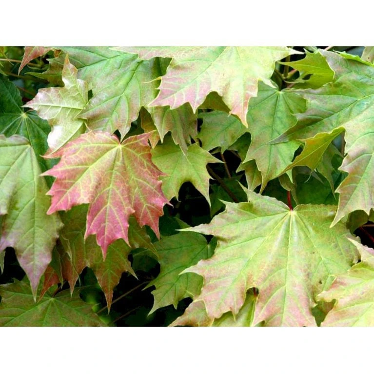 Kugleløn / Kugleahorn Acer Platanoides 'Globosum' Opstammet 180 Cm. 15 Liter Potte,- 2 års Krone - Billede 5