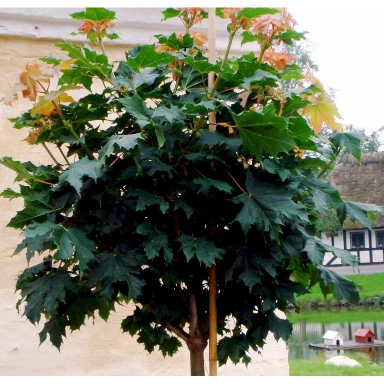 Kugleløn / Kugleahorn Acer Platanoides 'Globosum' Opstammet 180 Cm. 15 Liter Potte,- 2 års Krone - Billede 7