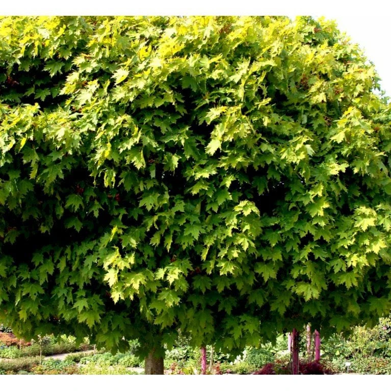 Kugleløn / Kugleahorn Acer Platanoides 'Globosum' Opstammet 180 Cm. 15 Liter Potte,- 2 års Krone - Billede 4