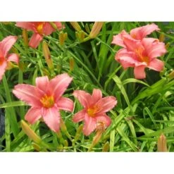 Daglilje 'Pink Damask' Hemerocallis 'Pink Damask' Potte 2 Liter.