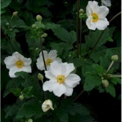 Høstanemone 'Honorine Jobert' Anemone Japonica 'Honorine Jobert' 1 Liter Potte