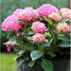 Hortensia 'Bouquet Rose' Hydrangea Macrophylla 'Bouquet Rose' 3,5 Liter Potte