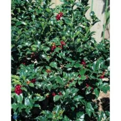 Kristtorn 'Blue Maid' Ilex Meserveae 'Blue Maid' Opstammet 50 Cm. 7,5 Liter Potte