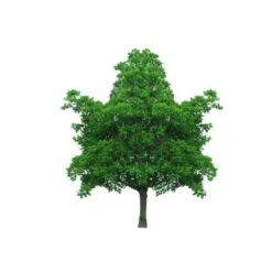 Almindelig Valnød Juglans Regia Heister 200-250 Cm. Med Potte