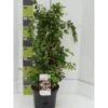 Dronningebusk 'Pink Cloud' Kolkwitzia Amabilis 'Pink Cloud' Potte 7,5 Liter 80-100 Cm.