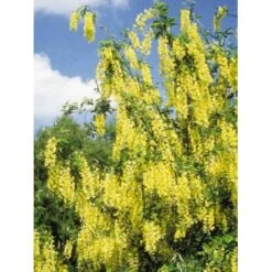 Guldregn Laburnum Watereri 'Vossii' Opstammet 180 Cm. Med Potte