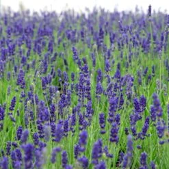 Lavendel 'Hidcote Blue' Lavandula Angustifolia 'Hidcote Blue' Med Potte, Kompakte, 10 Cm. Potte