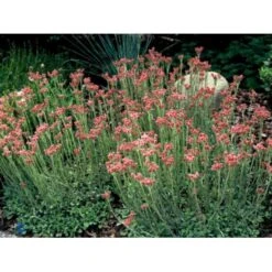 Kattefod 'Rubra' Antennaria Dioca 'Rubra' 10 Cm. Potte