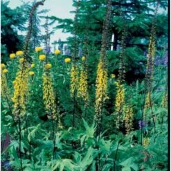 Aks-Brandbæger Ligularia Przewalskii 1 Liter Potte