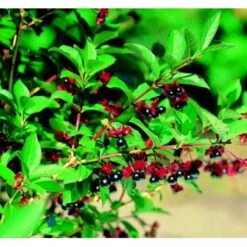 Gedeblad Lonicera Lederbourii Solitær Busk 150-200 Cm. - Med Klump