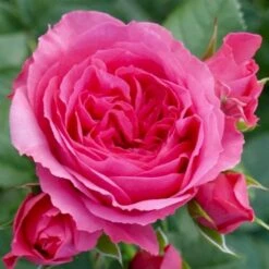 'Laguna'® Rosa X 'Laguna'® (Slyngrose) A-Kvalitet,- Barrods Roser Min. 3 Grene