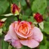 'Augusta Louise'® Rosa X 'Augusta Louise'® (Storblomstrende) A-Kvalitet,- Barrods Roser Min. 3 Grene