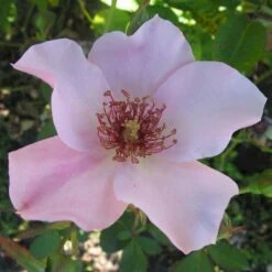 'Dainty Bess' Rosa X 'Dainty Bess' (storblomstrende) A-Kvalitet,- Barrods Roser Min. 3 Grene