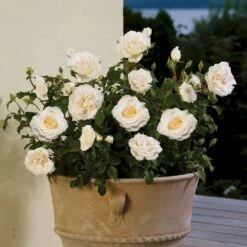 'Marvellous'™ Rosa X 'Marvellous'™ (Storblomstrende) A-Kvalitet,- Barrods Roser Min. 3 Grene