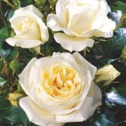 'Monsoon'™ Rosa X 'Monsoon'™ (Storblomstrende) A-Kvalitet,- Barrods Roser Min. 3 Grene