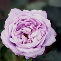 'Twice In A Blue Moon'® Rosa X 'Twice In A Blue Moon'® (Storblomstrende) A-Kvalitet,- Barrods Roser Min. 3 Grene